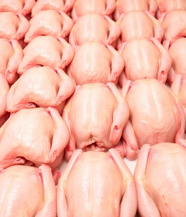 Poultry